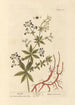 Garance - Elizabeth Blackwell — vista de la obra