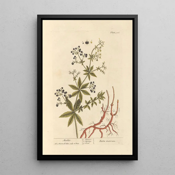 Garance - Elizabeth Blackwell — cuadro enmarcado en la pared