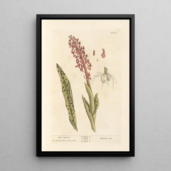Satyrion macho - Elizabeth Blackwell — cuadro enmarcado en la pared