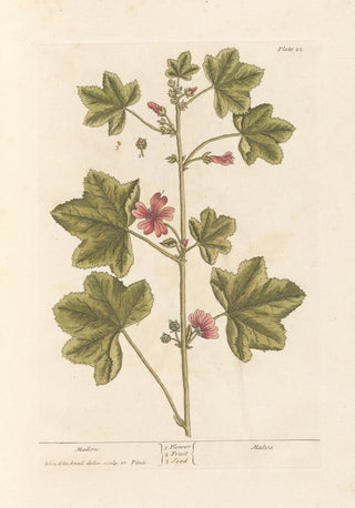 Elizabeth Blackwell - Mallow.webp