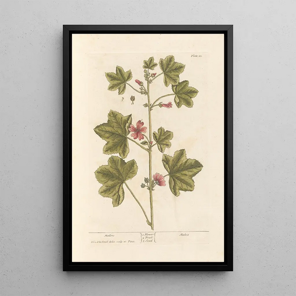 Mauve - Elizabeth Blackwell — cuadro enmarcado en la pared