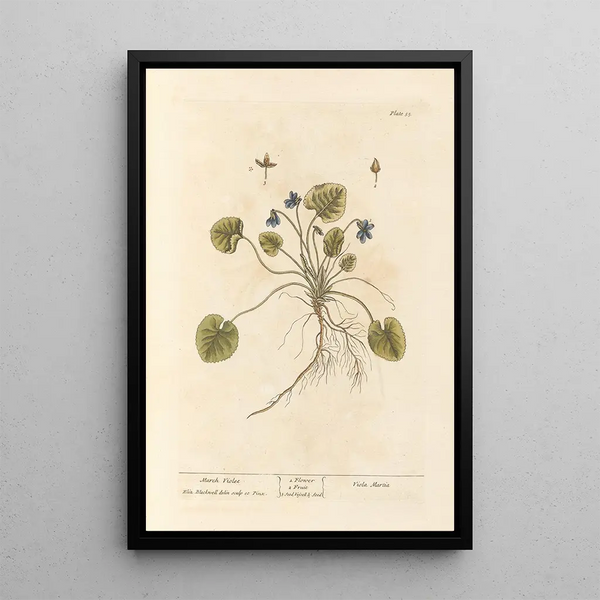 Violette de marzo - Elizabeth Blackwell — cuadro enmarcado en la pared