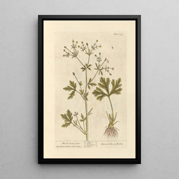 Ranúnculo de los pantanos - Elizabeth Blackwell — cuadro enmarcado en la pared