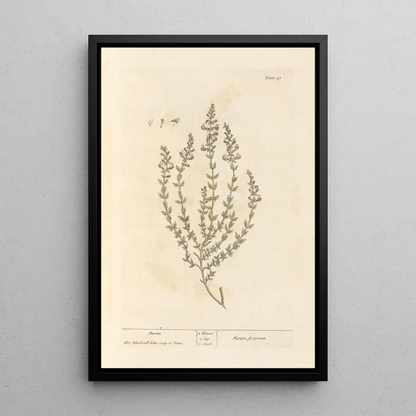 Marum - Elizabeth Blackwell — cuadro enmarcado en la pared