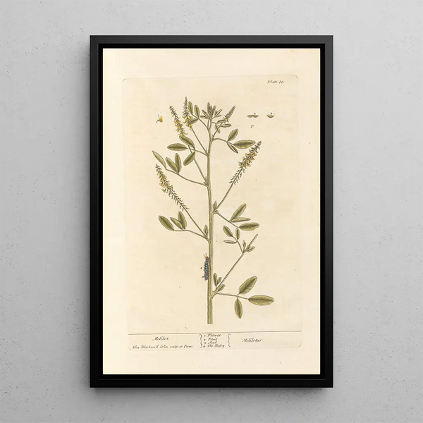 Mélilot - Elizabeth Blackwell — framed artwork on a wall