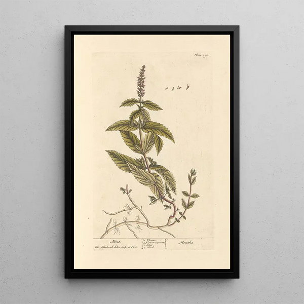 Mint Painting - Elizabeth Blackwell — framed artwork on a wall