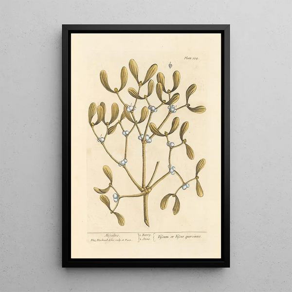 Gui - Elizabeth Blackwell — framed artwork on a wall