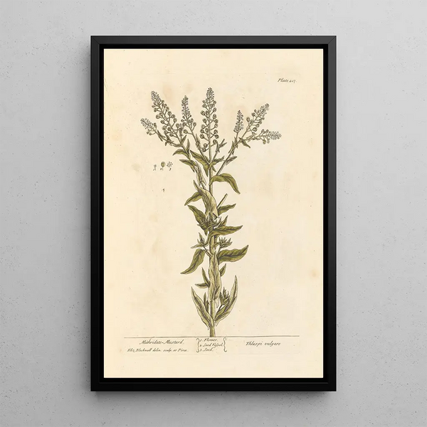 Mustard Mithridate - Elizabeth Blackwell — framed artwork on a wall