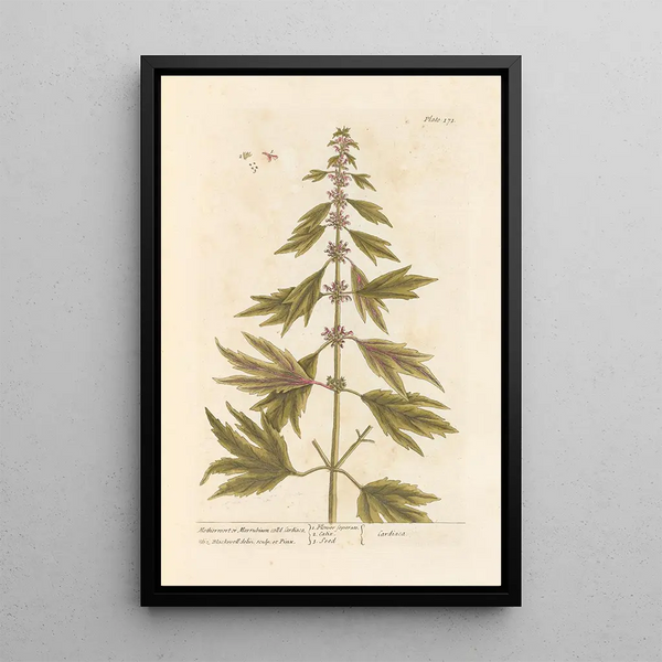 Marrube or white horehound - Elizabeth Blackwell — framed artwork on a wall