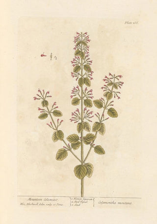 Elizabeth Blackwell - Mountain calamint.webp
