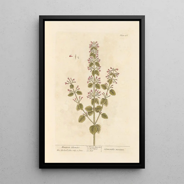 Calament des montagnes - Elizabeth Blackwell — framed artwork on a wall