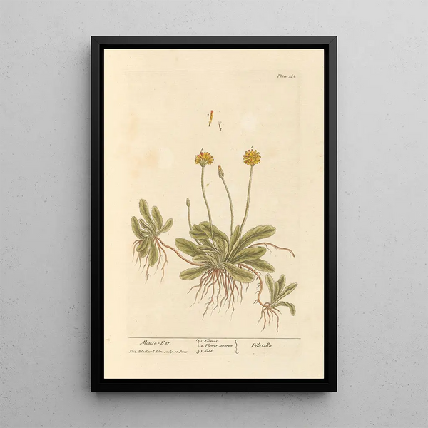 Ear of Mouse - Elizabeth Blackwell — framed artwork on a wall