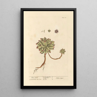 Elizabeth Blackwell - Mouse leek.webp