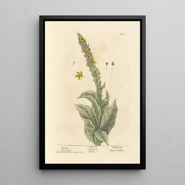 Molène - Elizabeth Blackwell — framed artwork on a wall