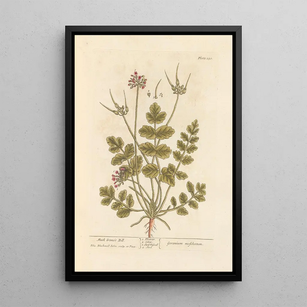 Musquash Crane Painting - Elizabeth Blackwell — framed artwork on a wall