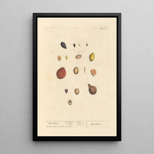 Myrobolans - Elizabeth Blackwell — framed artwork on a wall