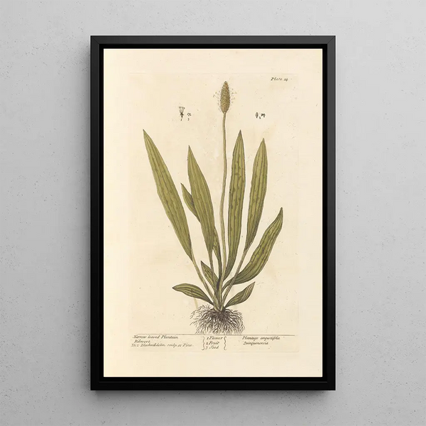 Narrow-leaved Plantain Painting - Elizabeth Blackwell — framed artwork on a wall