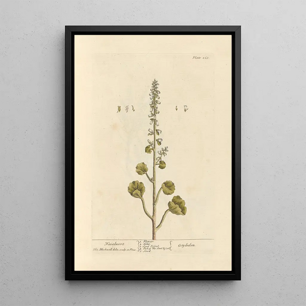 Belly of Venus - Elizabeth Blackwell — framed artwork on a wall