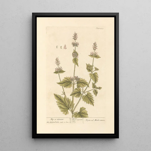 Catnip or cat mint painting - Elizabeth Blackwell — framed artwork on a wall