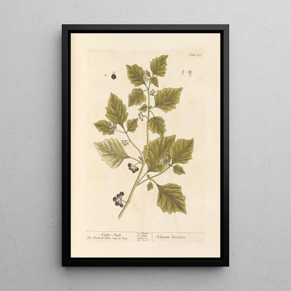 Black Morelle Painting - Elizabeth Blackwell — framed artwork on a wall