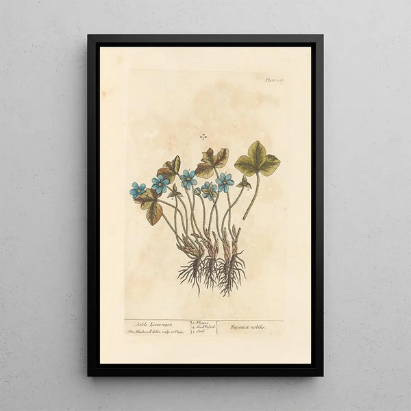 Noble Hepatic Painting - Elizabeth Blackwell — framed artwork on a wall