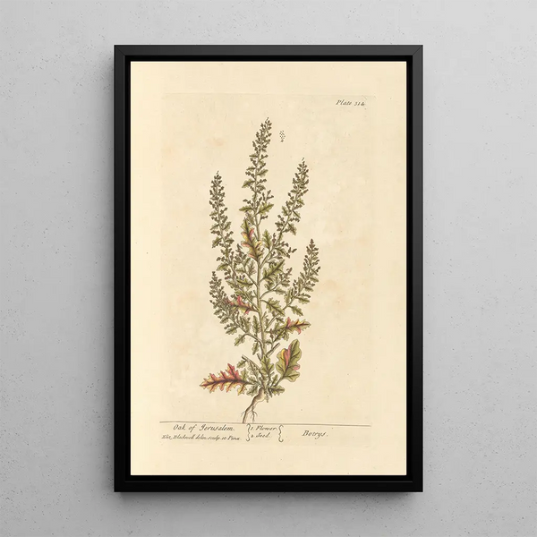 Chêne de Jérusalem - Elizabeth Blackwell — framed artwork on a wall