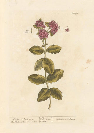 Elizabeth Blackwell - Orpine or livelong.webp