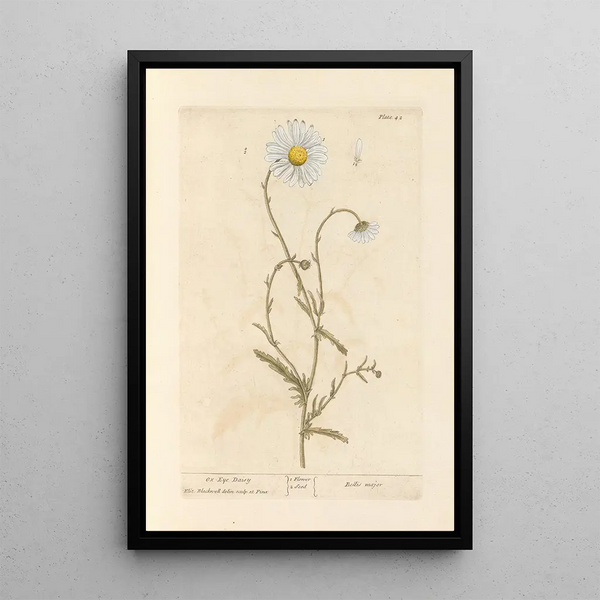 Marguerite - Elizabeth Blackwell — framed artwork on a wall