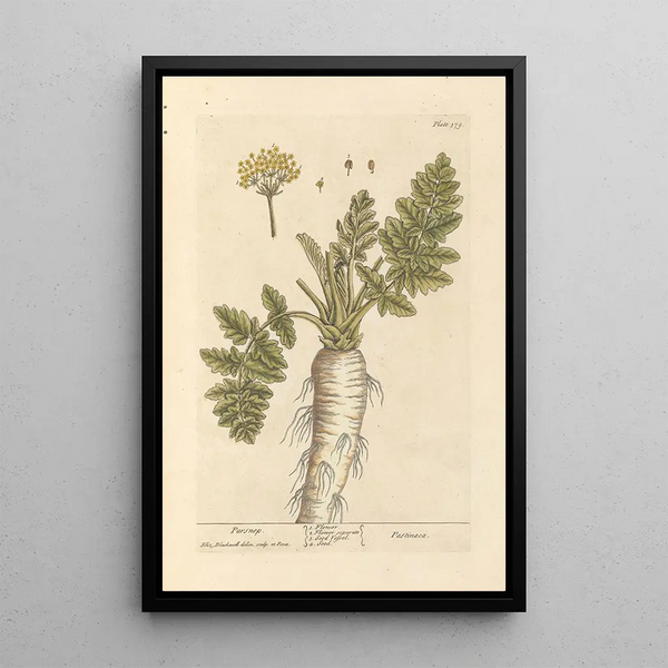 Parsnip - Elizabeth Blackwell — framed artwork on a wall