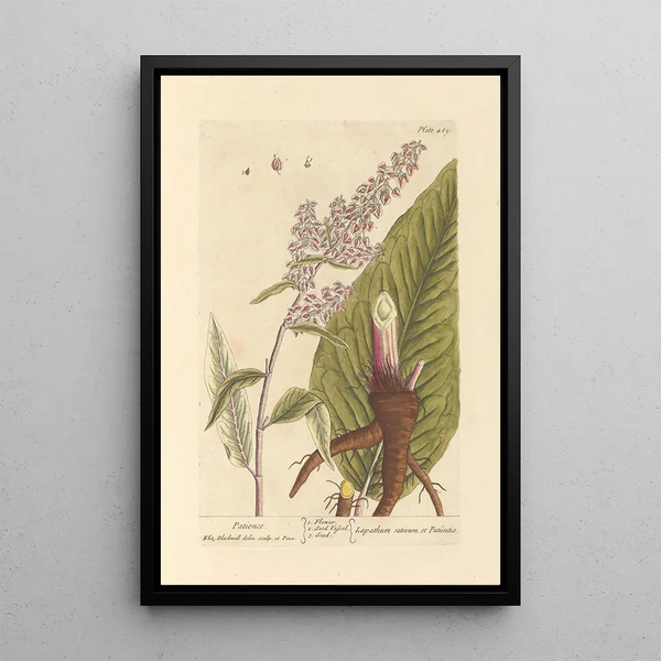 Patience - Elizabeth Blackwell — framed artwork on a wall