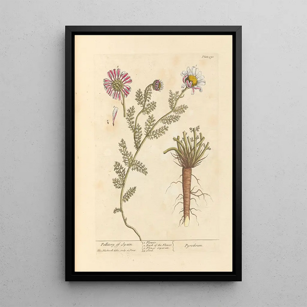 Pellitoire d'Espagne - Elizabeth Blackwell — cuadro enmarcado en la pared