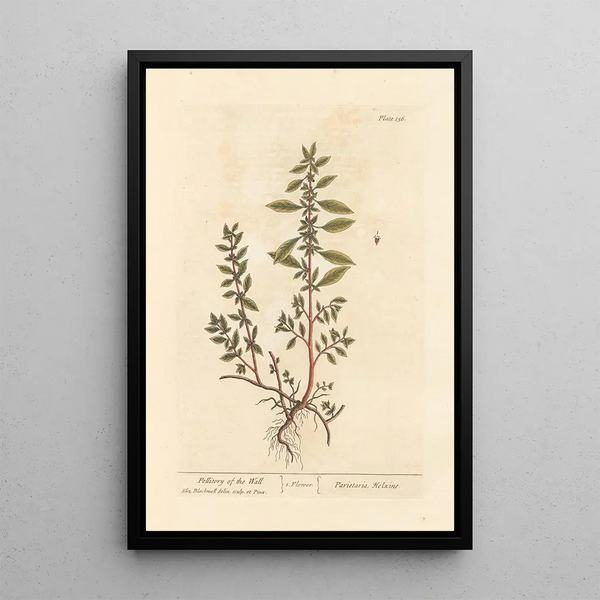 Pellitoire des murs - Elizabeth Blackwell — cuadro enmarcado en la pared