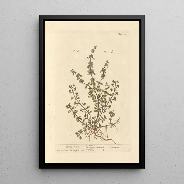 Menthe pouliot - Elizabeth Blackwell — cuadro enmarcado en la pared