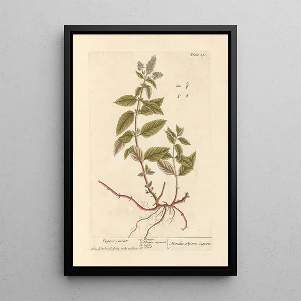 Menta Piperita - Elizabeth Blackwell — cuadro enmarcado en la pared