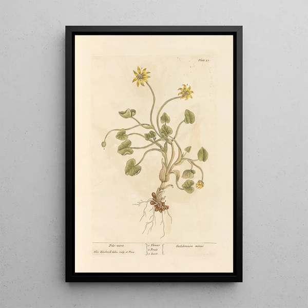 Ficaire - Elizabeth Blackwell — cuadro enmarcado en la pared