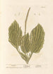 Plantain - Elizabeth Blackwell — vista de la obra