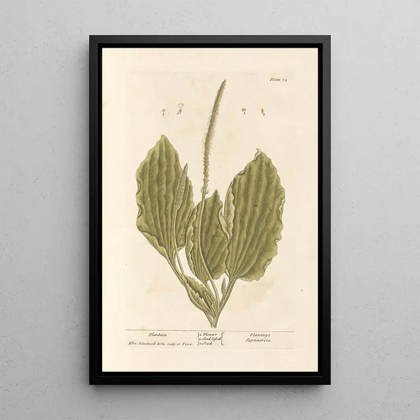 Plantain - Elizabeth Blackwell — cuadro enmarcado en la pared
