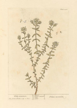 Elizabeth Blackwell - Poley mountain.webp