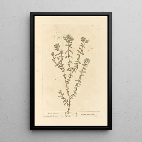 Polé montaña - Elizabeth Blackwell — cuadro enmarcado en la pared