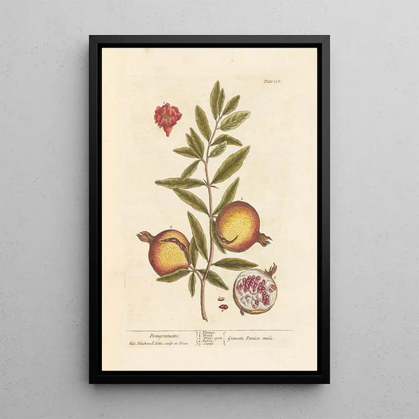 Granadas - Elizabeth Blackwell — cuadro enmarcado en la pared