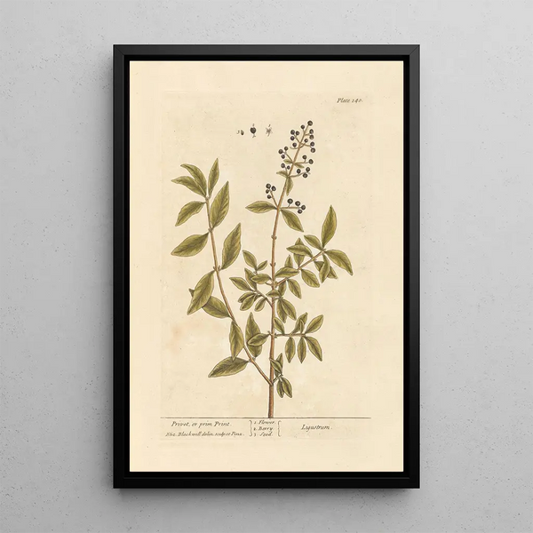 Troène o primprint - Elizabeth Blackwell — cuadro enmarcado en la pared