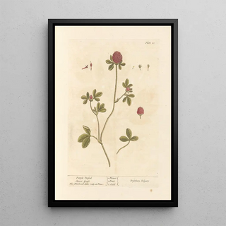 Elizabeth Blackwell - Purple trefoil.webp