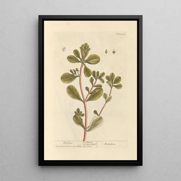 Paraíso - Elizabeth Blackwell — cuadro enmarcado en la pared