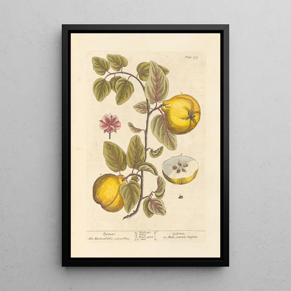 Coings - Elizabeth Blackwell — cuadro enmarcado en la pared