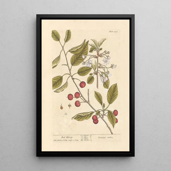 Cerise rouge - Elizabeth Blackwell — cuadro enmarcado en la pared