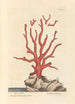 Coral rojo - Elizabeth Blackwell — vista de la obra