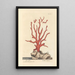 Coral rojo - Elizabeth Blackwell — cuadro enmarcado en la pared