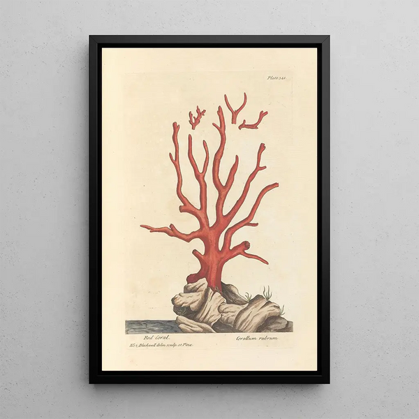 Coral rojo - Elizabeth Blackwell — cuadro enmarcado en la pared