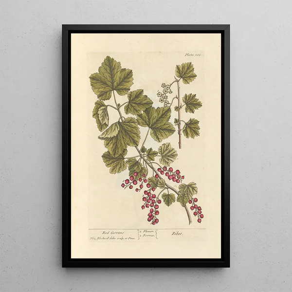 Grosellas rojas - Elizabeth Blackwell — cuadro enmarcado en la pared