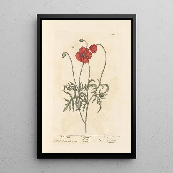 amapola - Elizabeth Blackwell — cuadro enmarcado en la pared